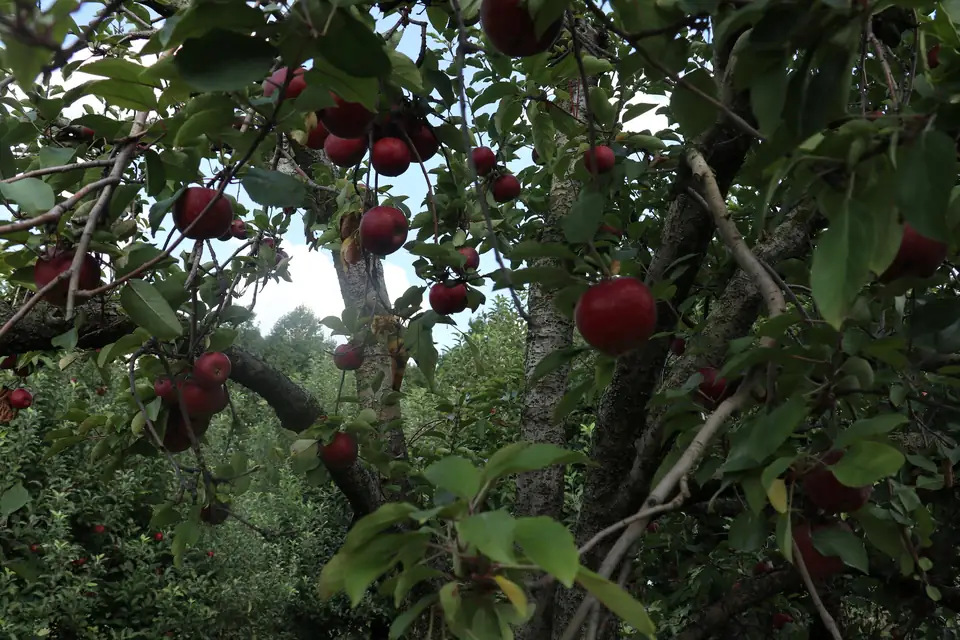 Red apples hang among green leaves on the gnarled branches of an apple tree, with rows of orchard trees and a patch of white sky behind.