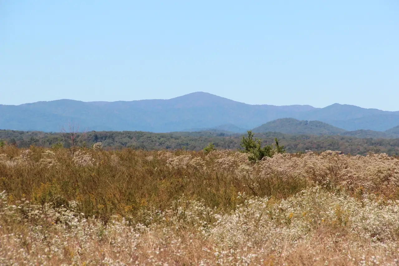 A field of tan and white autumn wildflowers and dry grass fills the lower half, with a dark band of forest and a long blue mountain ridge with one rounded summit under a pale cloudless sky.