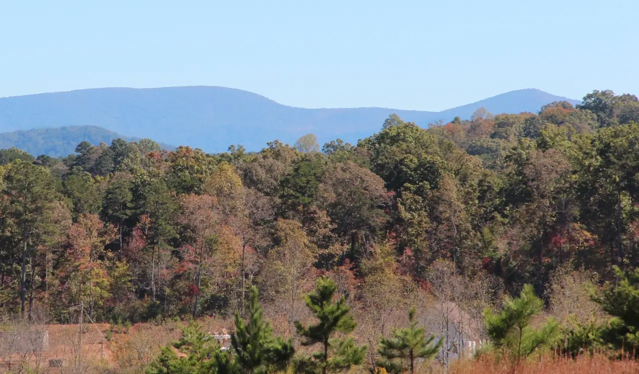 Two blue mountain ridges stand on the horizon above a hillside of mixed woods in orange, rust, yellow and green autumn color, with young pines in the foreground and a hazy blue sky.