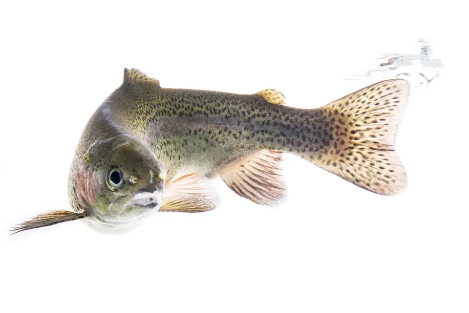 A single spotted olive-and-silver rainbow trout with a faint pink side stripe swims toward the camera against a plain white background.