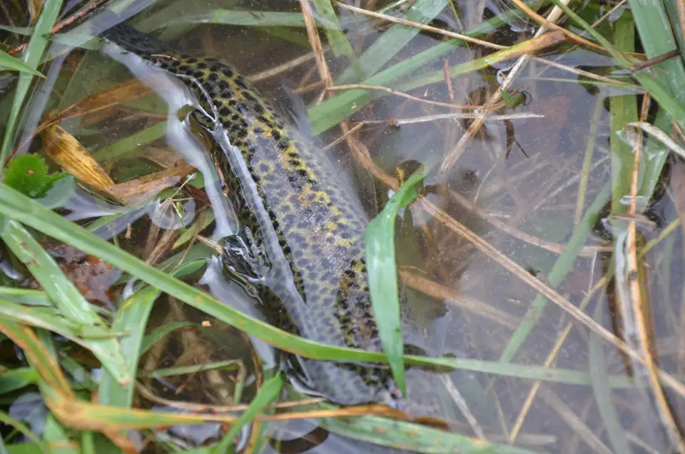 A spotted trout lies in clear, shallow water among green and brown grass blades along a stream edge.